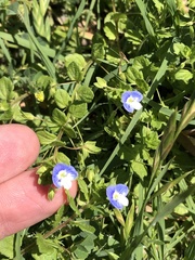 Veronica persica