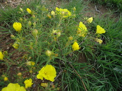 Oenothera serrulata