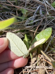 Pterocaulon pycnostachyum