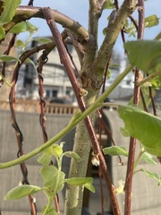 Salix caprea