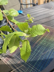 Salix caprea
