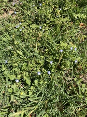 Veronica persica