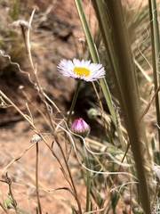 Erigeron flagellaris