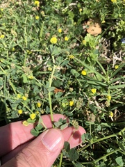 Medicago lupulina