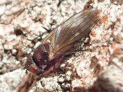 Carnoidea