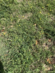 Medicago lupulina