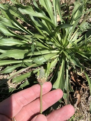 Plantago lanceolata