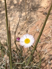 Erigeron flagellaris