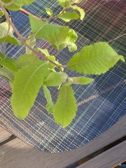 Salix caprea