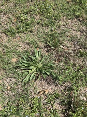 Plantago lanceolata