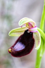 Ophrys bertolonii bertolonii