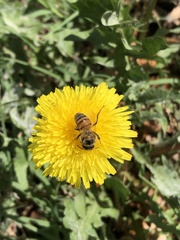 Apis mellifera