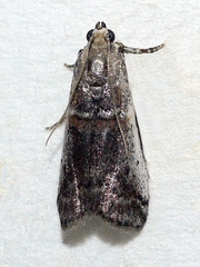 Acrobasis tumidulella