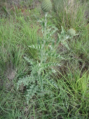 Cirsium undulatum