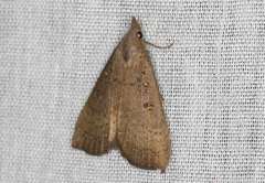 Rhapsa suscitatalis