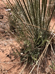 Erigeron flagellaris