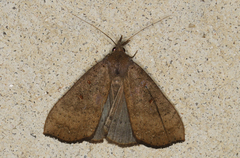Rhapsa suscitatalis