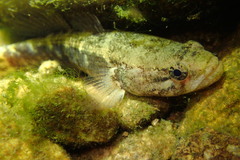Eleotris acanthopomus