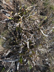 Sarracenia minor minor