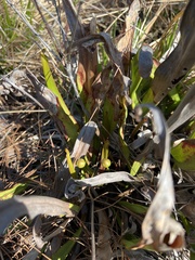 Sarracenia minor minor