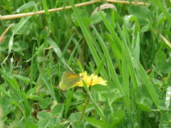 Colias dimera