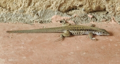 Aspidoscelis sackii