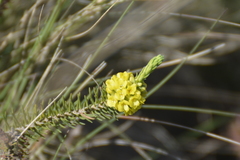 Thymelaea coridifolia