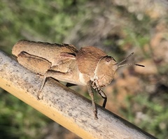 Ocnerodes fallaciosus