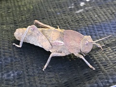 Ocnerodes fallaciosus