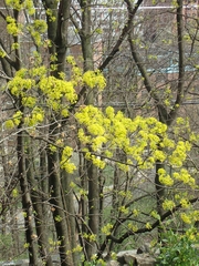 Acer platanoides
