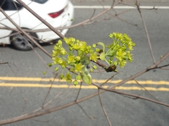 Acer platanoides