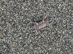 Ocypode gaudichaudii