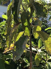 Eriophyes plucheae