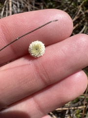 Syngonanthus flavidulus