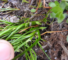 Triglochin scilloides