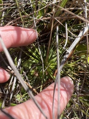 Syngonanthus flavidulus