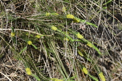 Thymelaea coridifolia