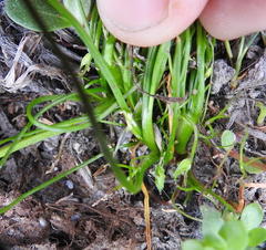 Triglochin scilloides