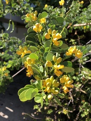 Senna bicapsularis