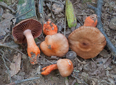 Cortinarius rubripes
