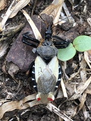 Apiomerus ochropterus