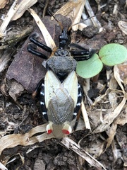 Apiomerus ochropterus