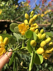 Senna bicapsularis