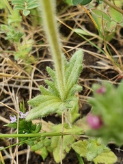 Bellardia latifolia image