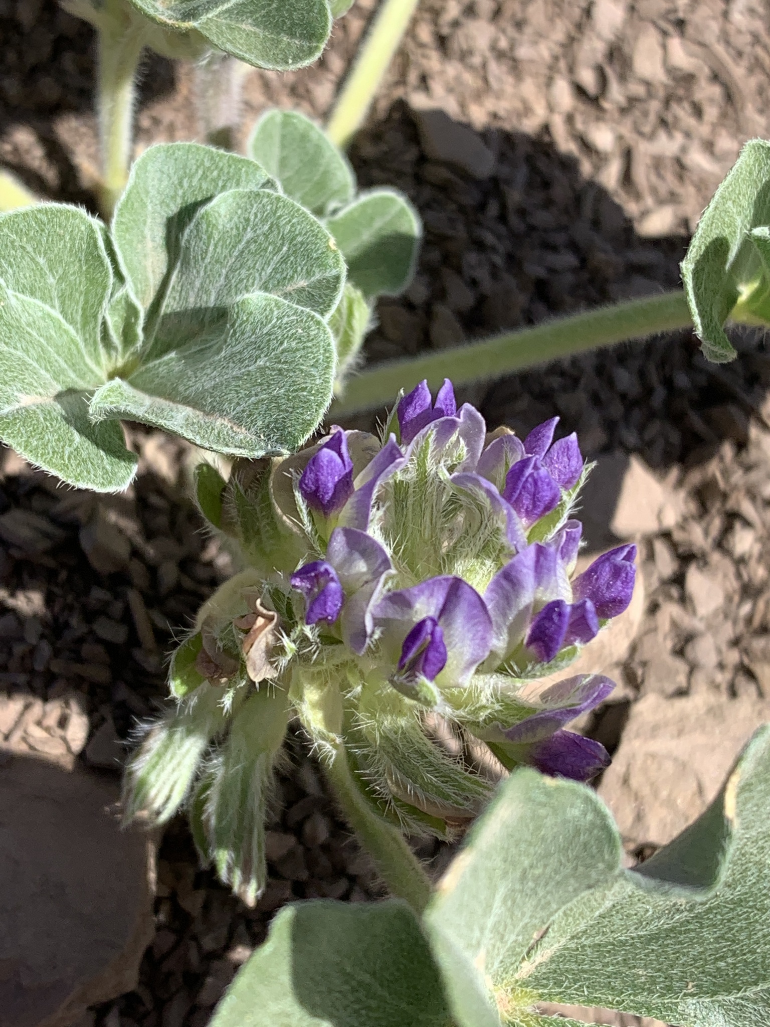 Pediomelum mephiticum