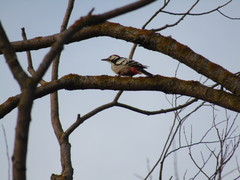 Dendrocopos leucotos