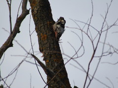 Dendrocopos leucotos