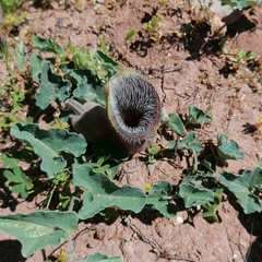 Aristolochia cretica
