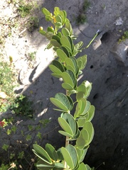 Senna bicapsularis