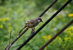 Trochalopteron variegatum